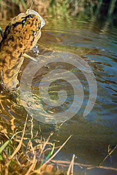 Burbot (Lota lota) is caught on fishing line for bottom fishing in forest river