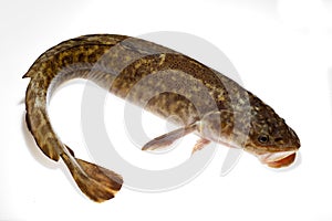 Burbot (Lota lota) isolated on white