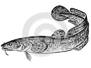 Burbot (Lota lota (latin)) Illustration. Nalim.