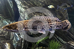 The Burbot Lota lota,portrait,detail,close up