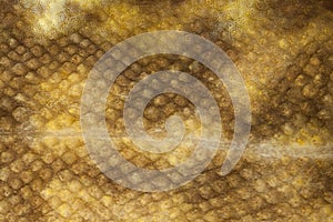 Burbot (Lota lota) skin close-up