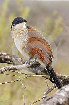 Burchell Coucal 1