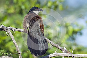 Burchell Coucal in Kruger National park, South Africa