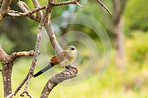 Burchell Cuckoo sitting on a branch with