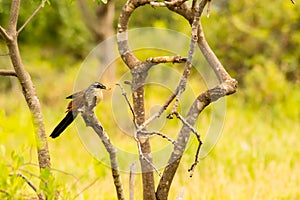 Burchell Cuckoo sitting on a branch with a butterfly