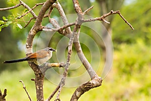 Burchell Cuckoo sitting on a branch with a butterfly in beak in