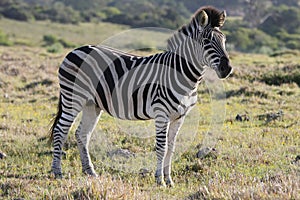 Burchell or Plains Zebra photo