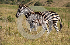Mother Zebra and Her Foal