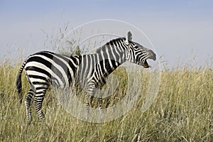 Burchell`s zebra vocalizing in Kenya grassland photo
