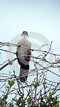 Burchell`s coucal