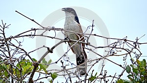 Burchell`s coucal