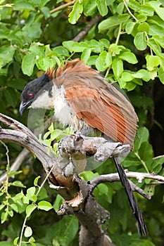 Burchell's coucal