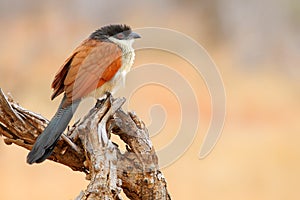 Burchell's Coucal