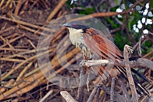 Burchell's Coucal (Centropus burchelli)