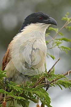 Burchell's Coucal (Centropus burchellii)