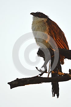 Burchell's Coucal (Centropus burchellii)