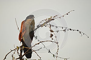 Burchell's Coucal (Centropus burchellii)