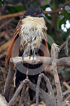 Burchell's Coucal (Centropus burchellii)