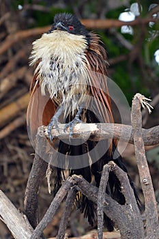 Burchell's Coucal (Centropus burchellii)