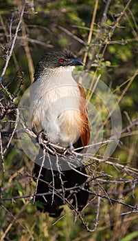 Burchell\'s Coucal ( Centropus Burchellii) Kruger National Park, South Africa