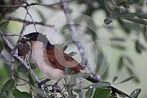 Burchell\'s coucal (Centropus burchellii) in South Africa