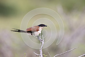 Burchell\'s coucal (Centropus burchellii) in South Africa