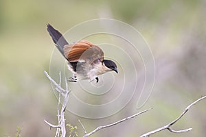 Burchell\'s coucal (Centropus burchellii) in South Africa