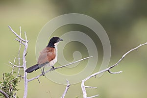 Burchell\'s coucal (Centropus burchellii) in South Africa