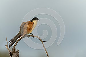 Burchell\'s Coucal in Kruger National Park in South Africa