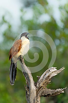 Burchell\'s Coucal in Kruger National Park in South Africa