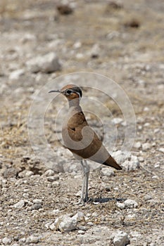 Burchell's Courser