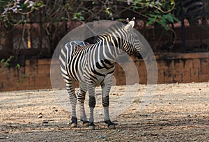 Burchell's or Plains Zebra Portrait of animal, front view at the zoo 