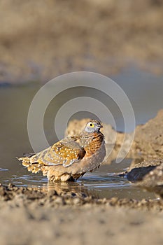 Burchell's Sandgrouse standing in water