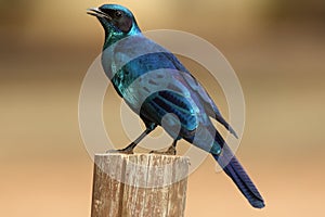 Burchell`s starling or Burchell`s glossy-starling Lamprotornis australis sitting at stake