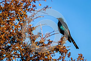 Burchell\'s starling or Burchell\'s glossy-starling perched on a branch, Onguma Game Reserve, Namibia.