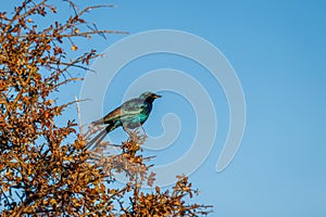 Burchell\'s starling or Burchell\'s glossy-starling perched on a branch, Onguma Game Reserve, Namibia.