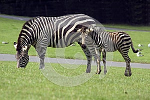 Burchell's Zebra