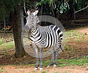 Burchell's Zebra