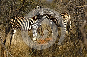 Burchell's Zebra photo