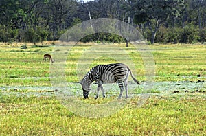 Burchell's Zebra