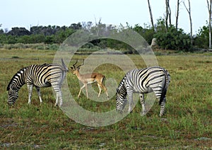 Burchell's Zebra