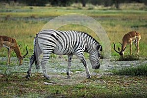 Burchell's Zebra