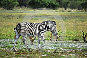 Burchell's Zebra