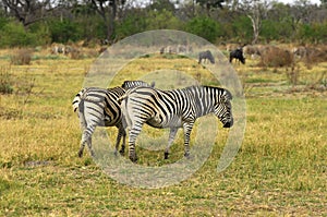 Burchell's Zebra