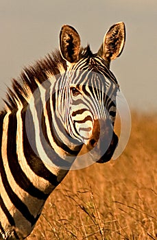 Burchell's zebra