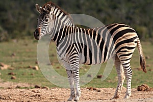 Burchell's Zebra photo