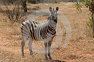 Burchell's Zebra