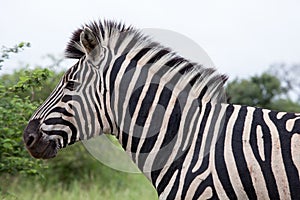 Burchell's Zebra