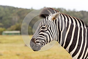 Burchell's Zebra