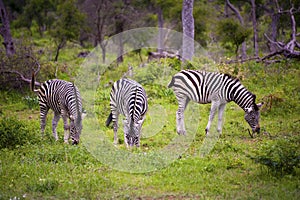 Burchell's Zebra